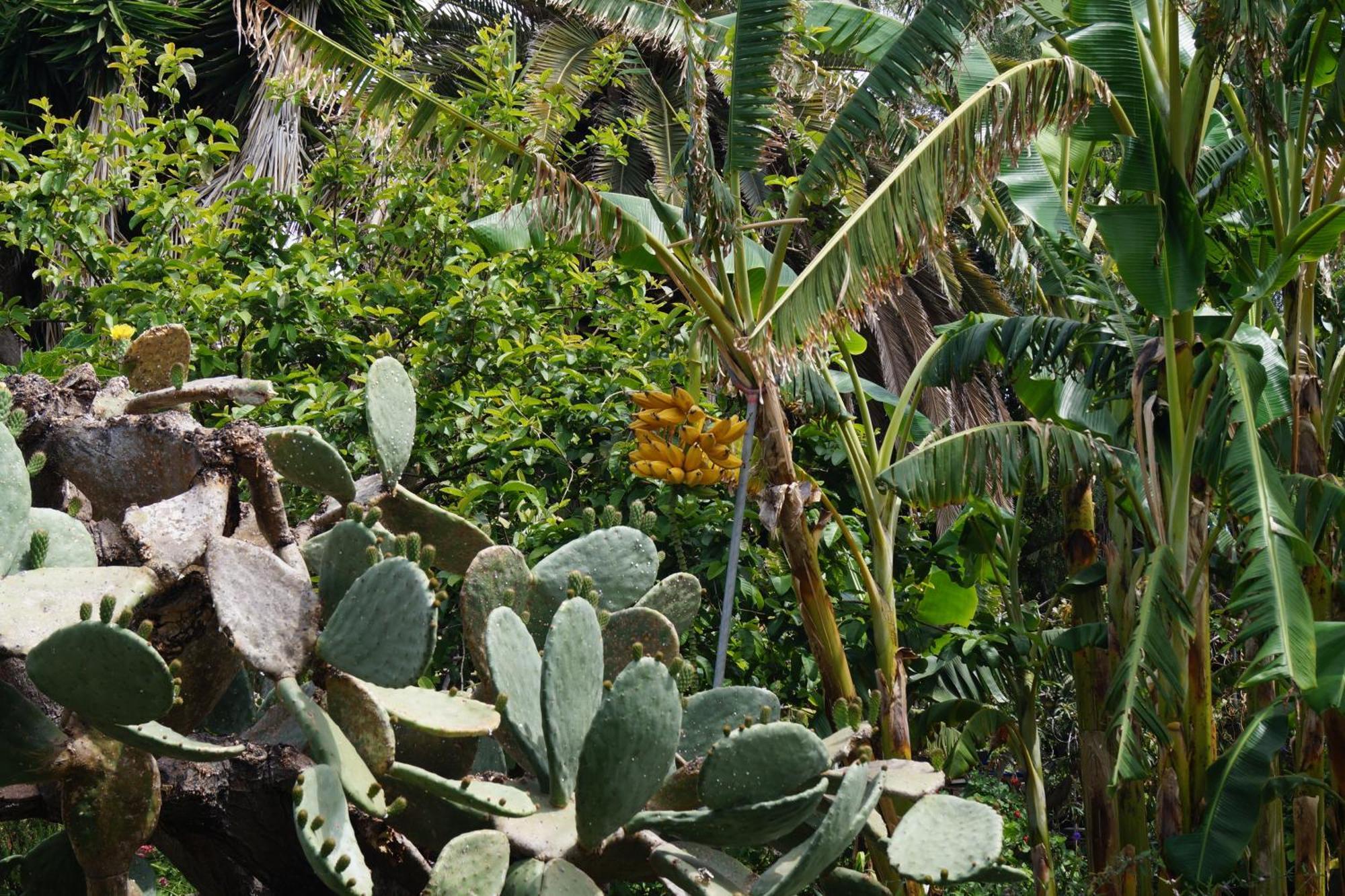 La Casita Del Jardinero Villa Los Llanos De Aridane Ngoại thất bức ảnh