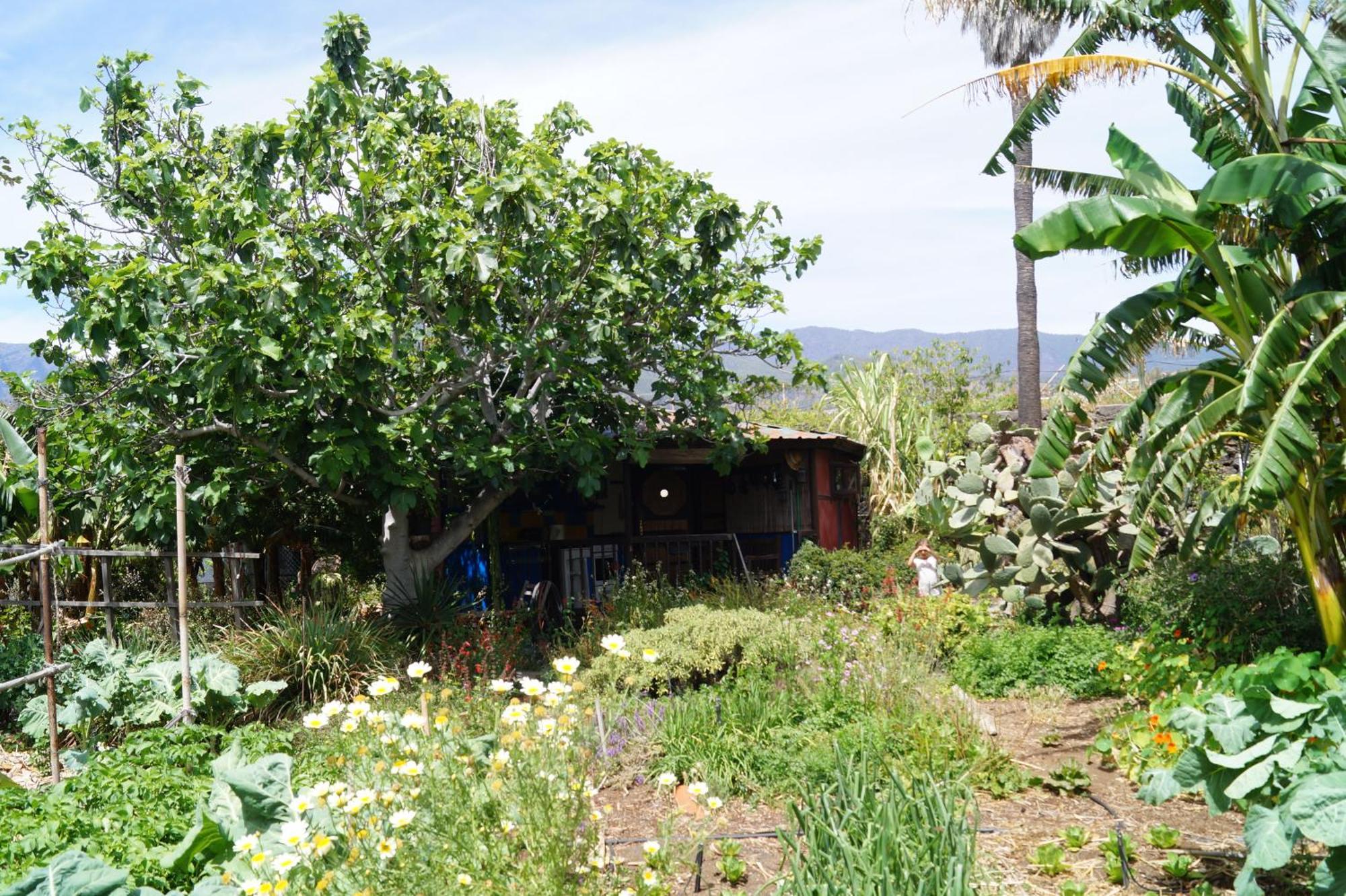 La Casita Del Jardinero Villa Los Llanos De Aridane Ngoại thất bức ảnh